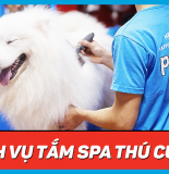 Top 3 dịch vụ chăm sóc thú cưng tại Sài Gòn